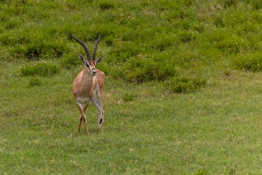 Kenya 'daki Hell' s Gate Ulusal Parkı 'nda Güney Grant' in Gazeli (Nanger Granti)