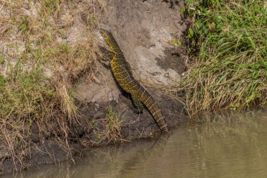 Kenya 'daki Masai Mara Ulusal Rezervi' nde Nil İzleyici (Varanus niloticus)