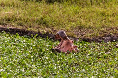 Uganda 'daki Murchison Falls Ulusal Parkı' nda su aygırı.