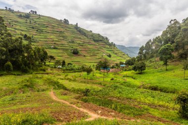 Bunyonyi Gölü yakınlarındaki yemyeşil arazi, Uganda