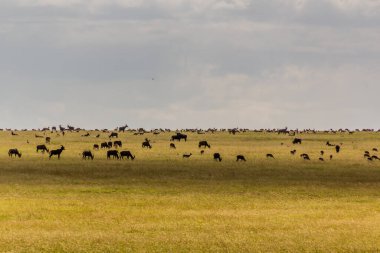 Kenya 'daki Masai Mara Ulusal Rezervi' nde çeşitli otçullar