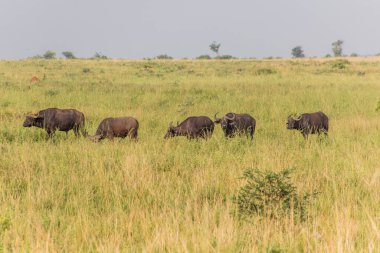 Murchison Falls Ulusal Parkı, Uganda 'da Afrika bufaloları (Syncerus caffer)