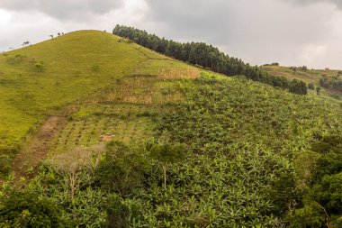 Fort Portal, Uganda yakınlarındaki krater göl bölgesinde muz tarlaları