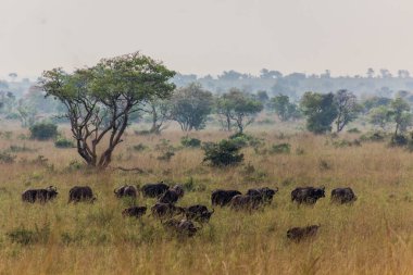 Murchison Falls Ulusal Parkı, Uganda 'da Afrika bufaloları (Syncerus caffer)