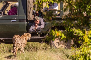 MASAI MARA, KENYA - 19 Şubat 2020: Kenya 'daki Masai Mara Ulusal Rezervi' nde bir çitaya yakın bir fotoğrafçı