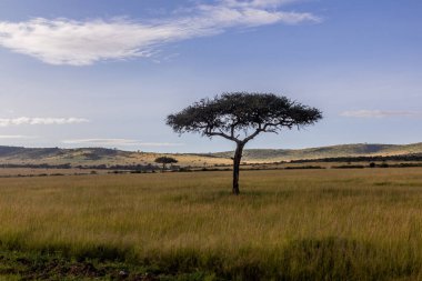 Kenya 'daki Masai Mara Ulusal Rezervi manzarası