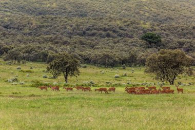 Impala (Aepyceros melampus) Kenya 'daki Hell' s Gate Ulusal Parkı 'nda.