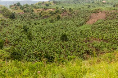 Fort Portal, Uganda yakınlarındaki krater göl bölgesinde muz çiftliği.