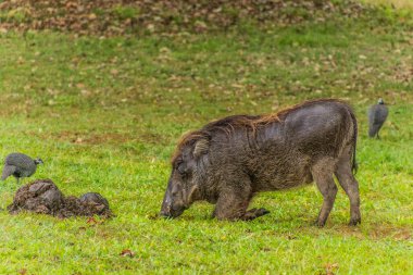 Doğu Yaban domuzu (Phacochoerus africanus massaicus) Ziwa Rhino Sığınağı, Uganda