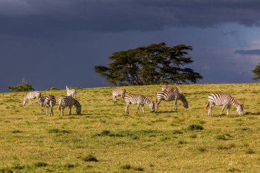 Burchell 'in zebraları (Equus quagga burchellii) Kenya Naivasha Gölü' ndeki Crescent Adası Oyun Mabedi 'nde