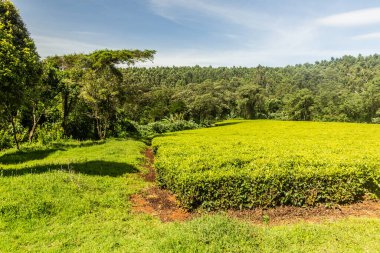 Kenya, Kericho yakınlarındaki çay tarlaları