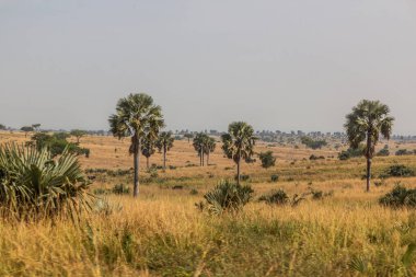 Murchison Falls Ulusal Parkı, Uganda