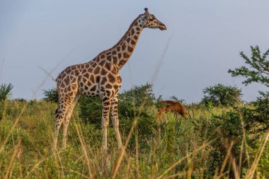 Murchison zürafa Milli Parkı, Uganda düşüyor
