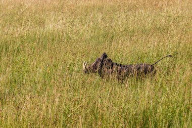 Kenya 'daki Masai Mara Ulusal Rezervi' nde Yaygın Yaban domuzu (Phacochoerus africanus)