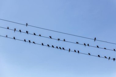 Keny, Naivasha Gölü yakınlarındaki kablolarda Barn Swallows (Hirundo rustica)