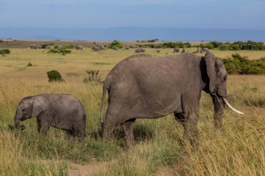 Masai Mara Ulusal Rezervi 'ndeki filler, Kenya