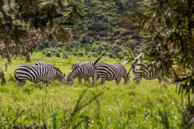 Zebralar Kenya 'daki Cehennem Kapısı Ulusal Parkı' nda.