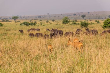Lelwel Hartebeest (Alcelaphus buselaphus lelwel) ve Afrika bufaloları (Syncerus caffer) Murchison Falls ulusal parkında, Uganda