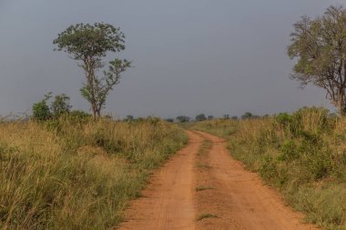 Murchison Falls Ulusal Parkı, Uganda