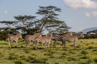 Burchell 'in zebraları (Equus quagga burchellii) Kenya Naivasha Gölü' ndeki Crescent Adası Oyun Mabedi 'nde