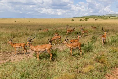 Kenya 'daki Masai Mara Ulusal Rezervi' nde Impalas (Aepyceros melampus)