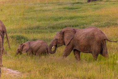 Masai Mara Ulusal Rezervi 'ndeki filler, Kenya
