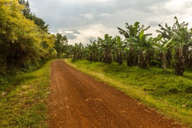 Fort Portal, Uganda yakınlarındaki krater göl bölgesinde kırsal yol.
