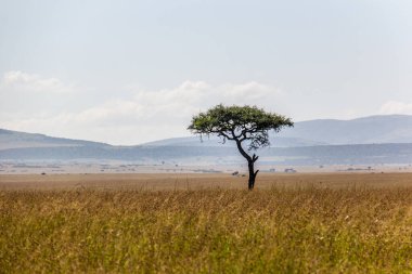 Kenya 'daki Masai Mara Ulusal Rezervi manzarası