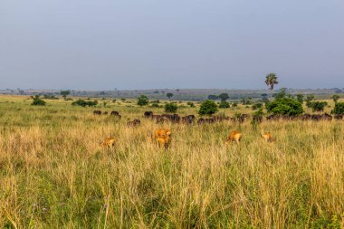 Lelwel Hartebeest (Alcelaphus buselaphus lelwel) ve Afrika bufaloları (Syncerus caffer) Murchison Falls ulusal parkında, Uganda