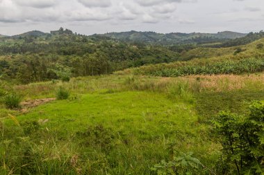 Fort Portal, Uganda yakınlarındaki krater göl bölgesinin yemyeşil manzarası.
