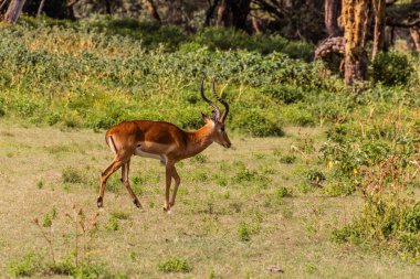 Impala (Aepyceros melampus) Kenya 'daki Naivasha Gölü' ndeki Crescent Adası Oyun Mabedi 'nde