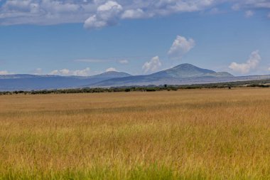 Kenya 'daki Masai Mara Ulusal Rezervi manzarası