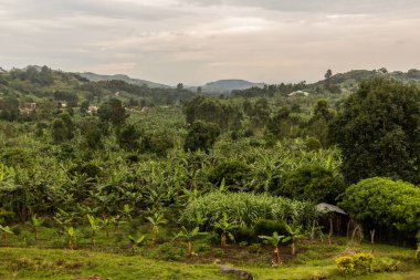 Fort Portal, Uganda yakınlarındaki krater göl bölgesinin verimli kırsal manzarası