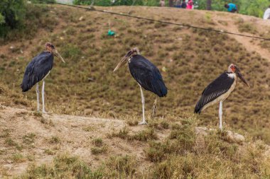 Kazinga Kanalı yakınlarında Marabutlar (Leptoptilos crumenifer), Uganda