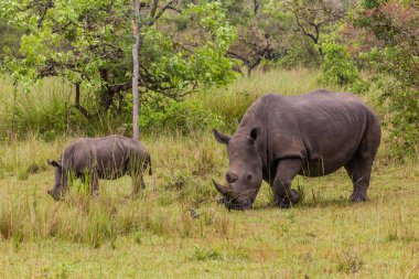 Ziwa Gergedan Sığınağı 'ndaki Güney Beyaz Gergedan (Ceratotherium simum simum), Uganda