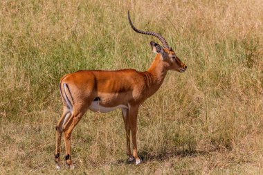 Kenya 'daki Masai Mara Ulusal Rezervi' nde yaygın impala (Aepyceros melampus)