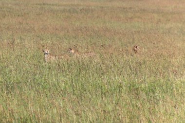 Masai Mara Ulusal Rezervindeki Çitalar, Kenya