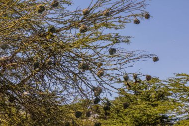 Kenya 'daki Naivasha Gölü' nde yuvaları olan Köy Dokumacıları (Ploceus cucullatus)