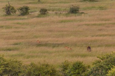 Masai Mara Ulusal Rezervi 'ndeki Aslanlar, Kenya