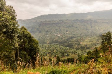 Elgon Dağı yakınlarındaki kırsal alan, Uganda