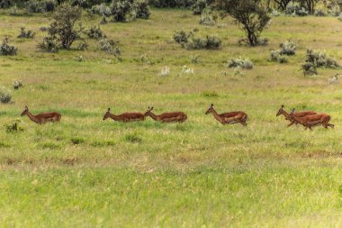 Impalas (Aepyceros melampus) Kenya 'daki Hell' s Gate Ulusal Parkı 'nda.