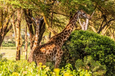 Kenya 'daki Naivasha Gölü' ndeki Crescent Adası Oyun Mabedi 'nde Masai zürafası (Giraffa tippelskirchi)