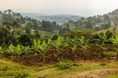 Sipi köyü yakınlarındaki kırsal alan, Uganda