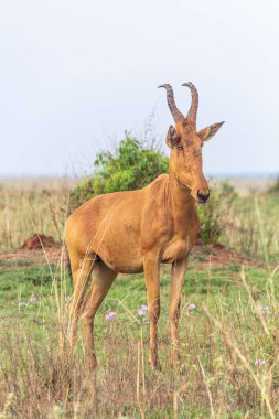 Lelwel Hartebeest (Alcelaphus buselaphus lelwel) Murchison Falls Ulusal Parkı, Uganda