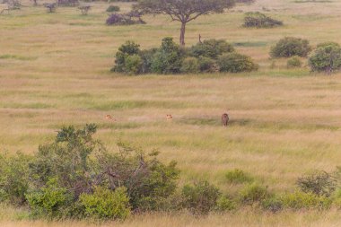 Masai Mara Ulusal Rezervi 'ndeki Aslanlar, Kenya