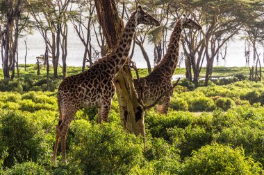 Kenya Naivasha Gölü 'ndeki Crescent Adası' nda zürafalar.
