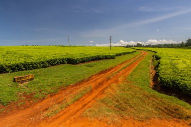 Kenya, Kericho yakınlarındaki çay tarlaları