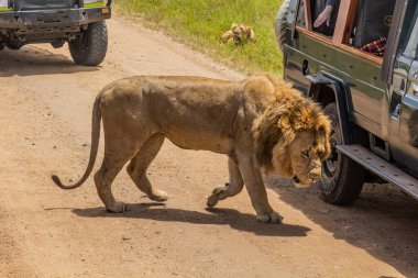Safari araçları ve Kenya 'daki Masai Mara Ulusal Rezervi' nde bir aslan.