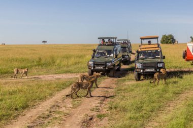 MASAI MARA, KENYA - FEBRUARY 19, 2020: Safari vehicles and cheetahs in Masai Mara National Reserve, Kenya clipart