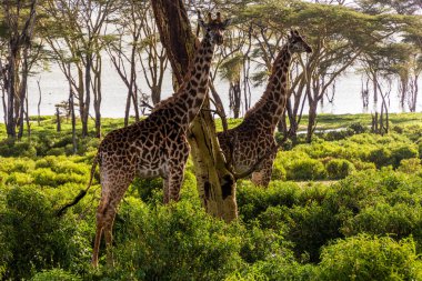 Kenya 'daki Naivasha Gölü' ndeki Crescent Adası Oyun Mabedi 'nde Masai zürafaları (Giraffa tippelskirchi)